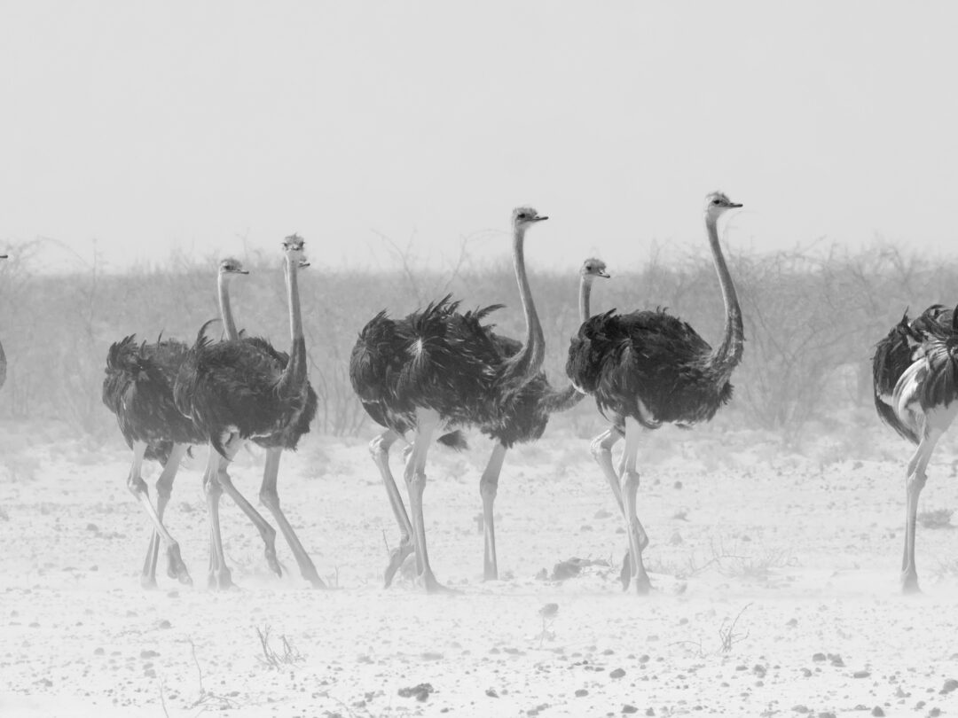 Ostriches, Etosha National Park, Namibia