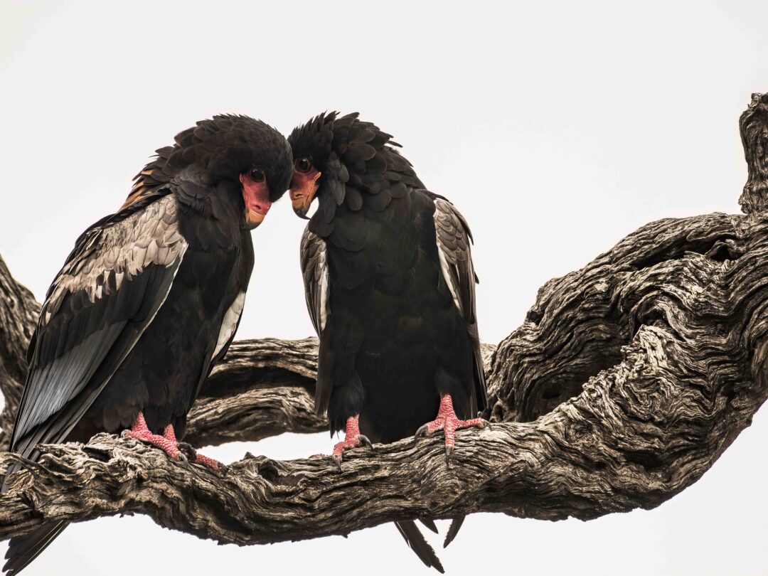 Bateleurs, Kruger National Park, South Africa