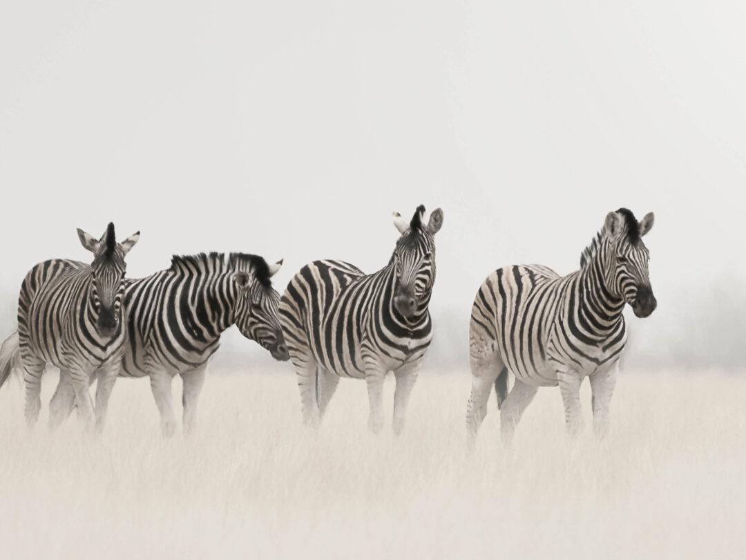 Zebras, Etosha National Park, Namibia