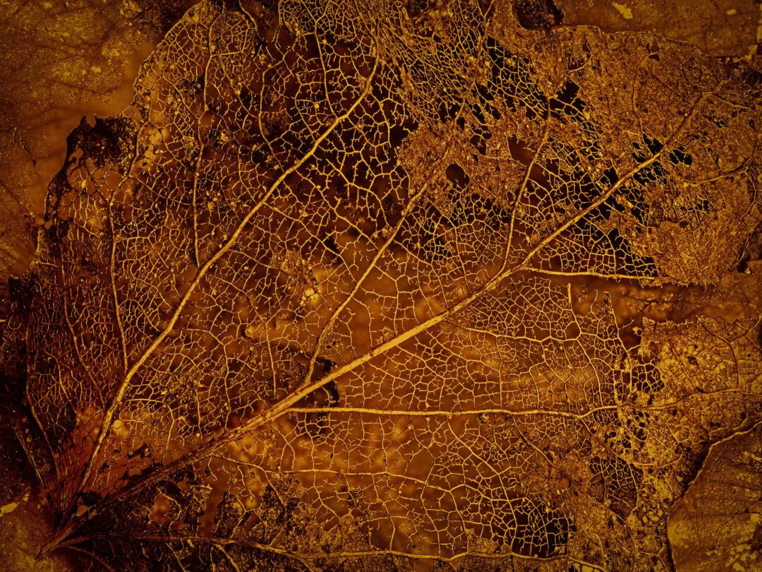 Traced by Seasons